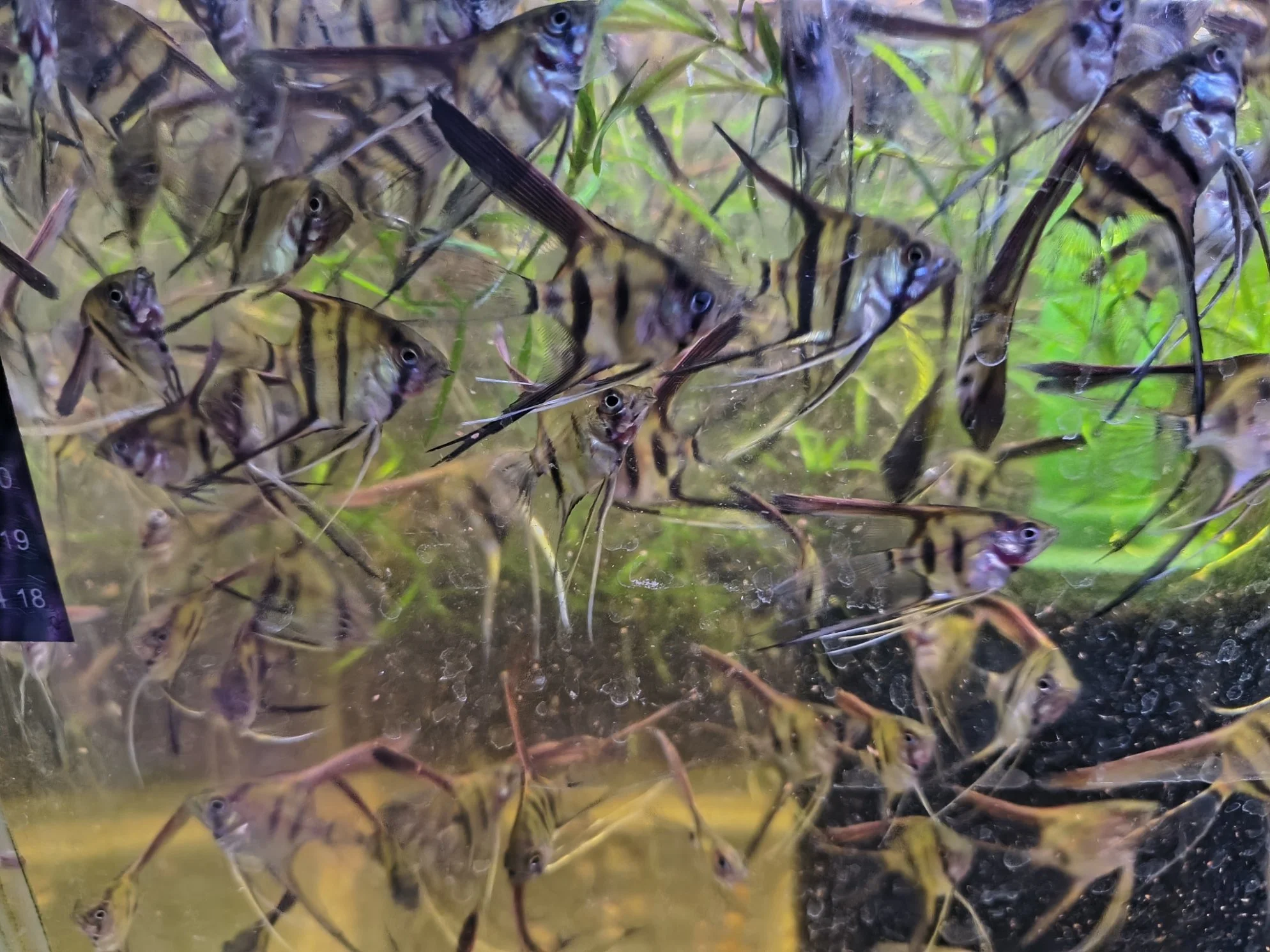 Angelfish Mix