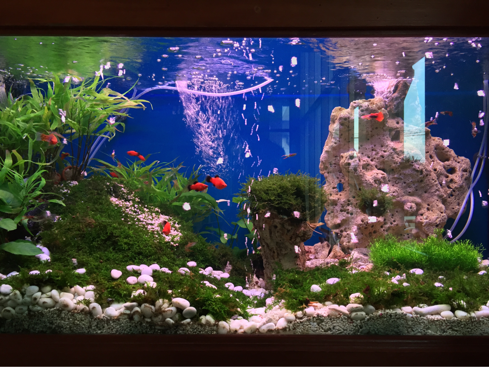Colorful tropical fish from Purple Aquatics swimming in an aquarium representing a balanced tropical fish diet with natural foods like algae and insects.