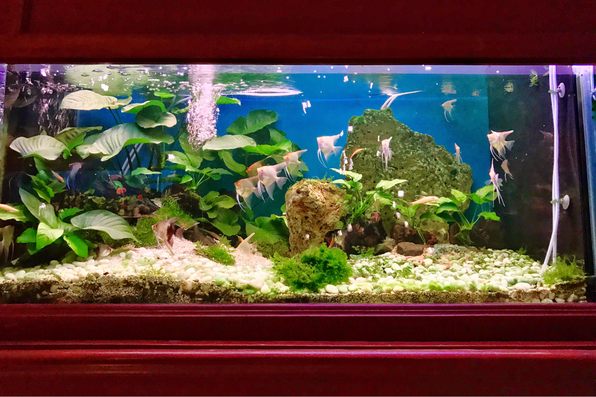 Tall fish tank with vertical space suitable for angelfish care