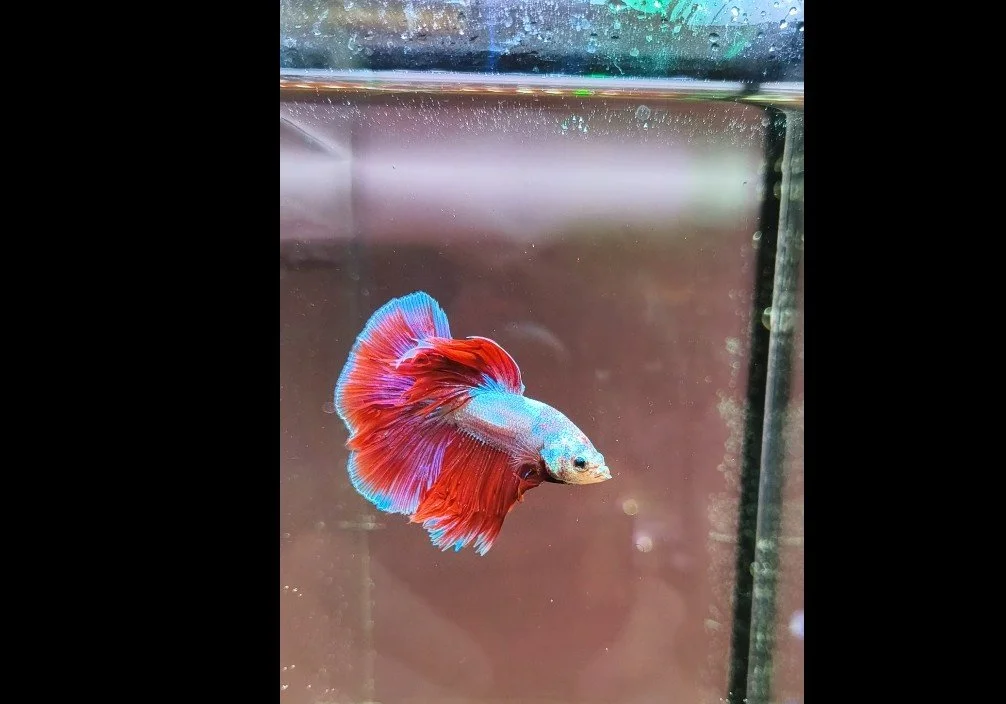 Male Bettas WYSIWYG 1926HM008 Metallic Red, Blue, Green, White, Purple colors Half Moon