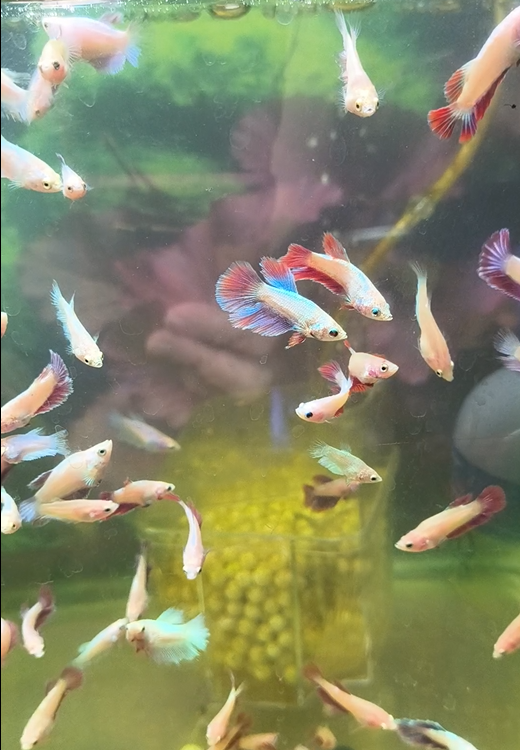 Betta2.png