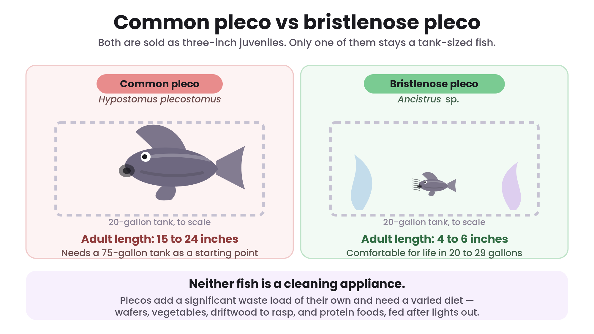 Illustration comparing common pleco and bristlenose pleco adult sizes