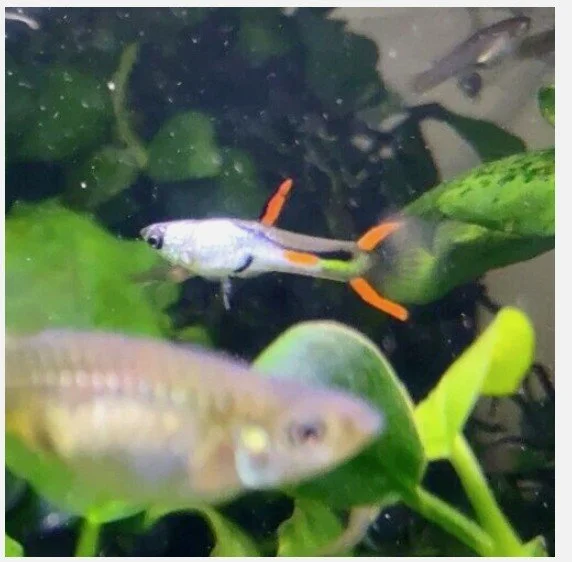 El Silverado Endlers