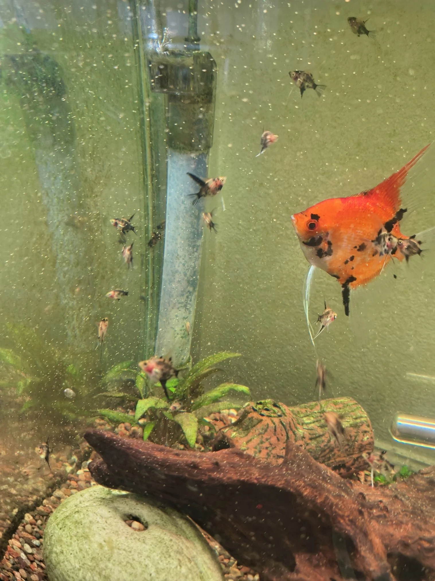 Red Devil Angelfish