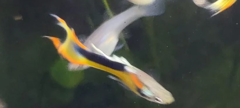 Yellow Tuxedo Endlers