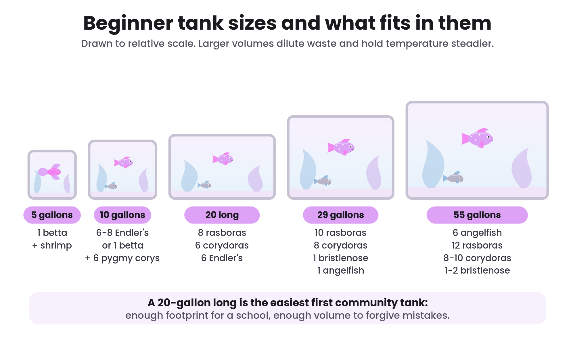 Illustration comparing beginner aquarium tank sizes and what fish fit in each