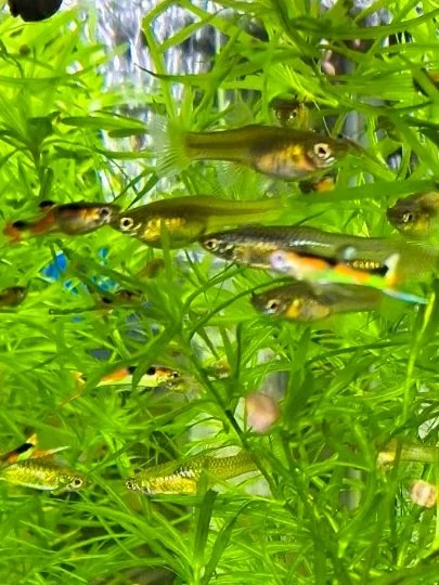 Orchid+Endlers2.jpg
