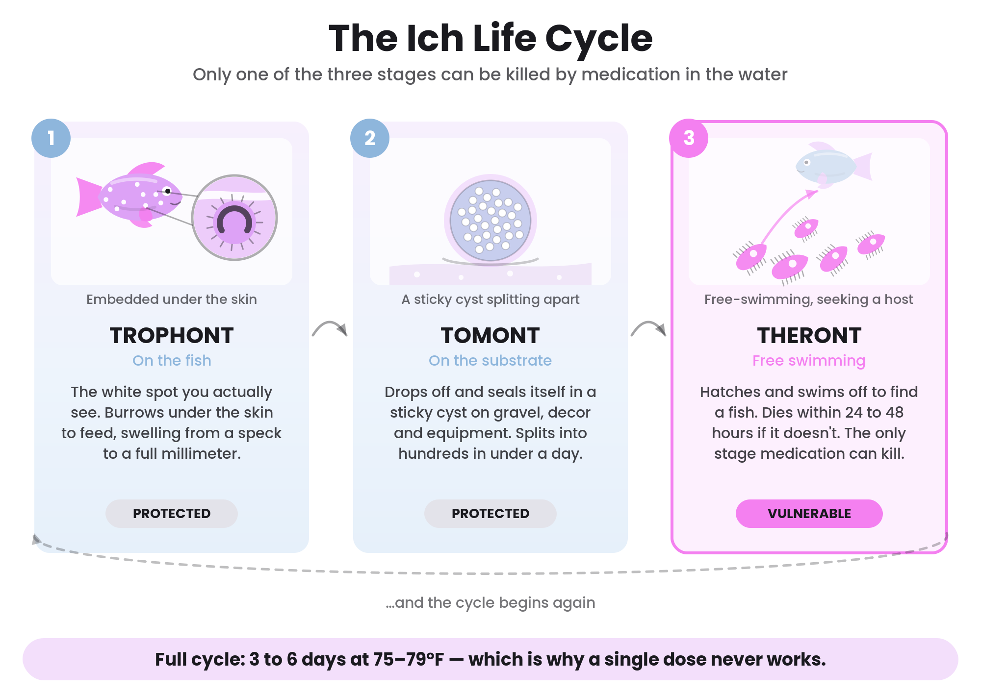 Illustrated diagram of the ich life cycle showing the trophont, tomont, and theront stages