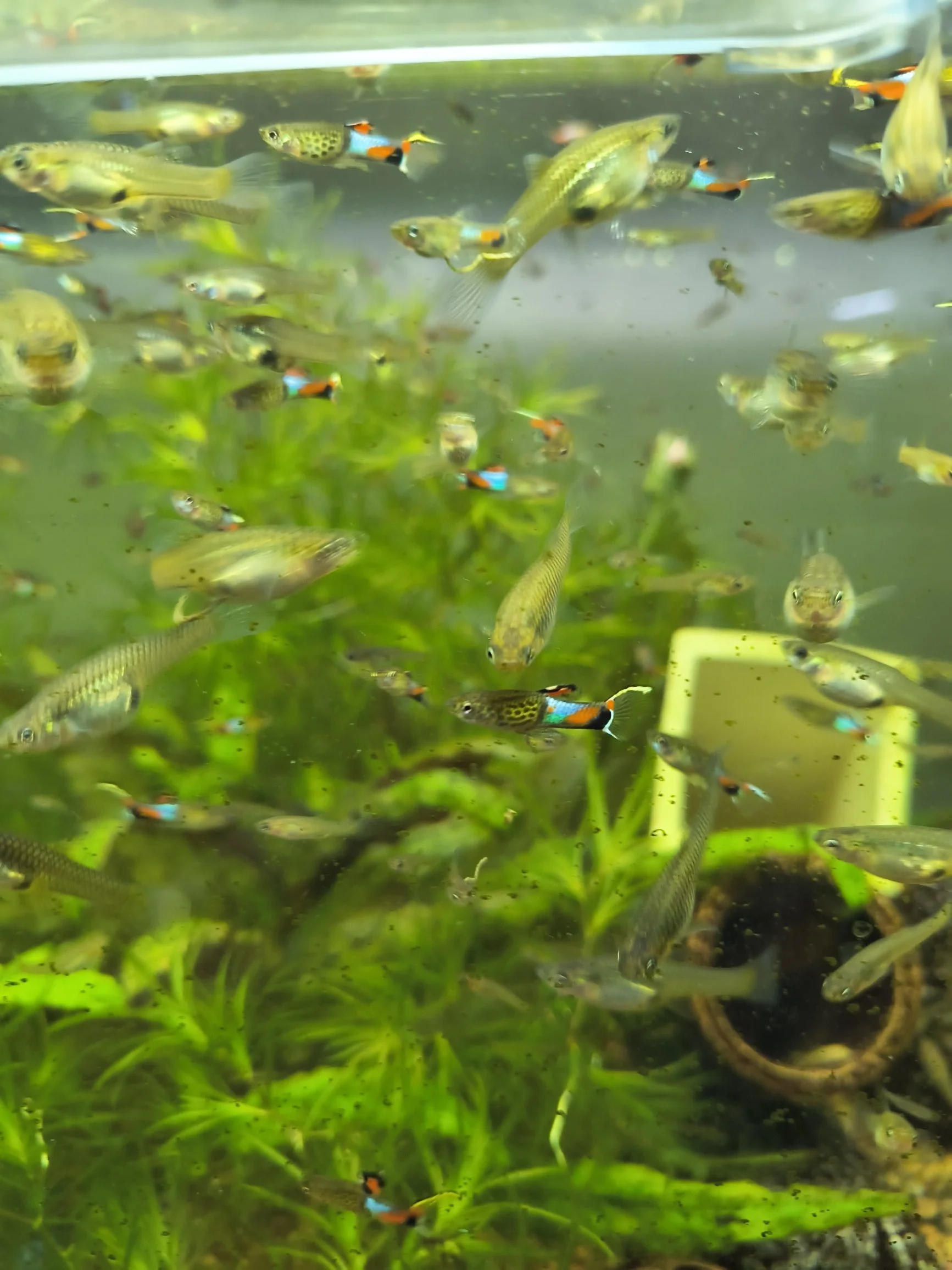 Blue Snakeskin Endlers  Campona 31