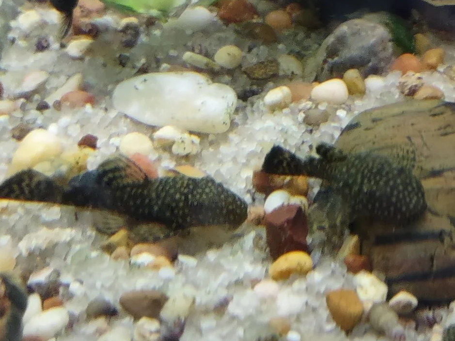 Chocolate Bushynose Plecos (Ancistrus)