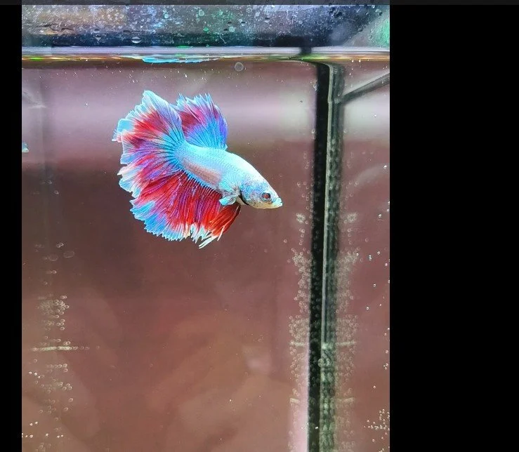 Male Bettas WYSIWYG 192SD010 Metallic Red, Blue, Green, White