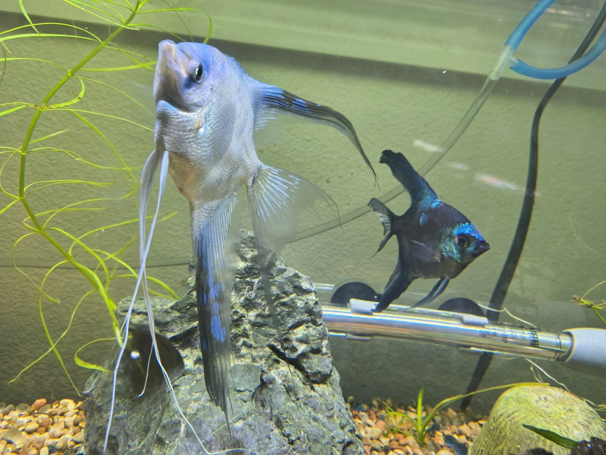 Pariba Angelfish Variety Mix - Veil and Standard Tails   Nickel plus sized