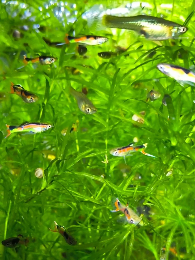 Orchid+Endlers3.jpg