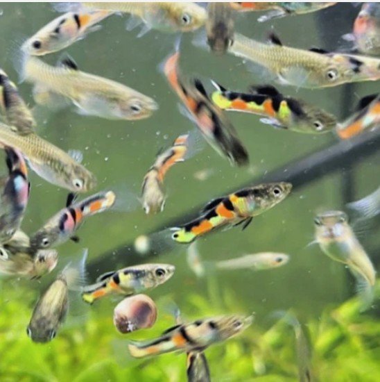 EL TIGRE Endlers