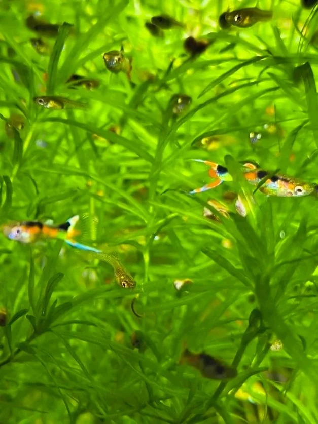 Orchid+Endlers.jpg