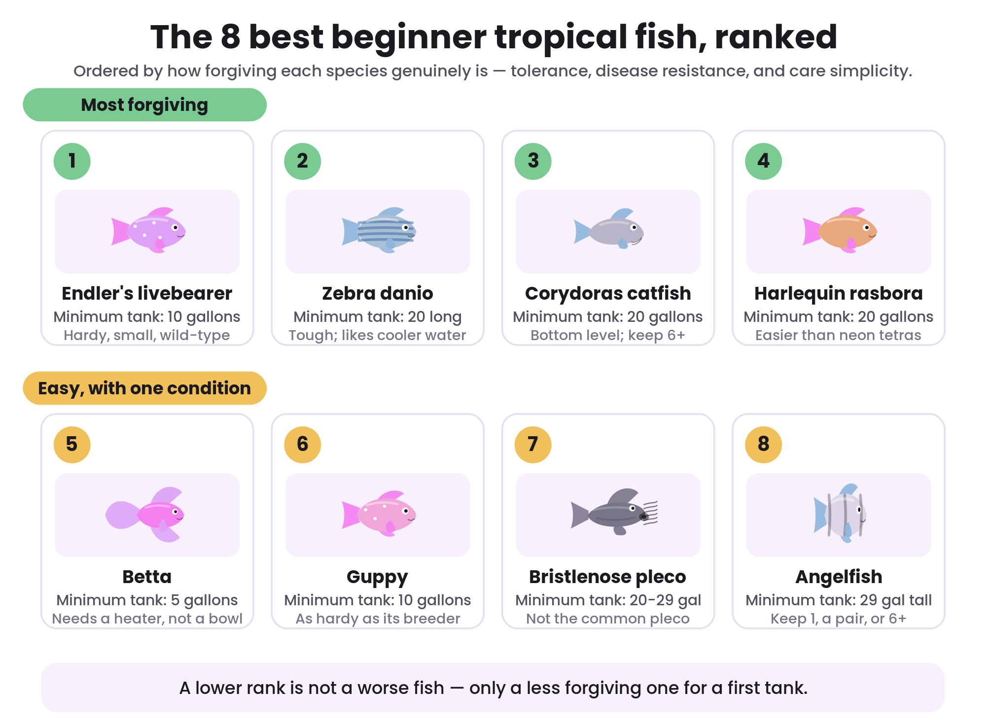Illustration ranking the eight best beginner tropical fish with minimum tank sizes
