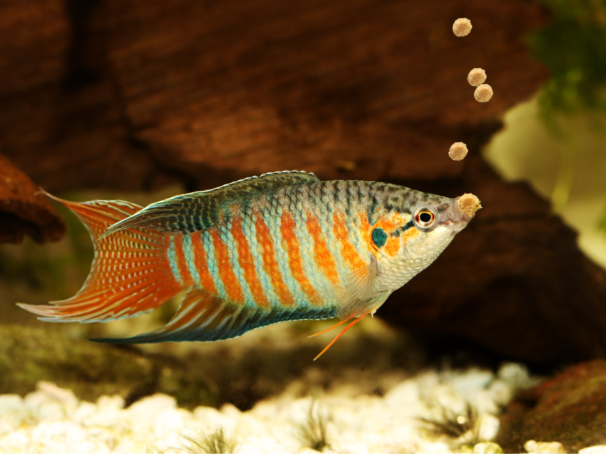 Tropical fish eating high-quality aquarium fish food from Purple Aquatics in a freshwater tank, promoting a healthy tropical fish diet.