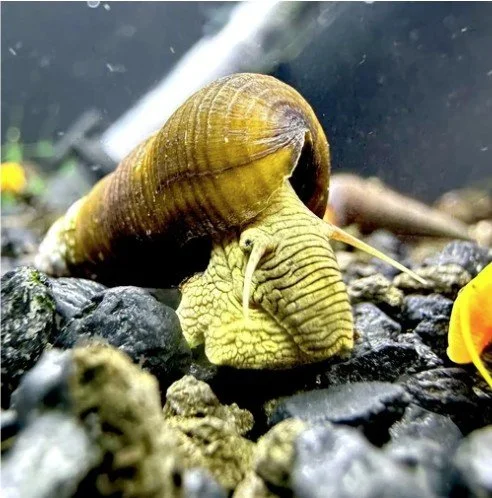 TWO Green Rabbit Snails (Tylomelania Sp.)  Tank Raised for CMOORE
