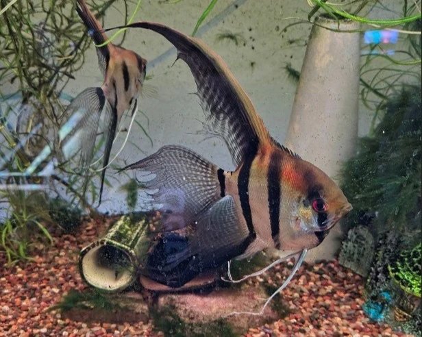 Two angelfish swimming in a home aquarium with plants and driftwood