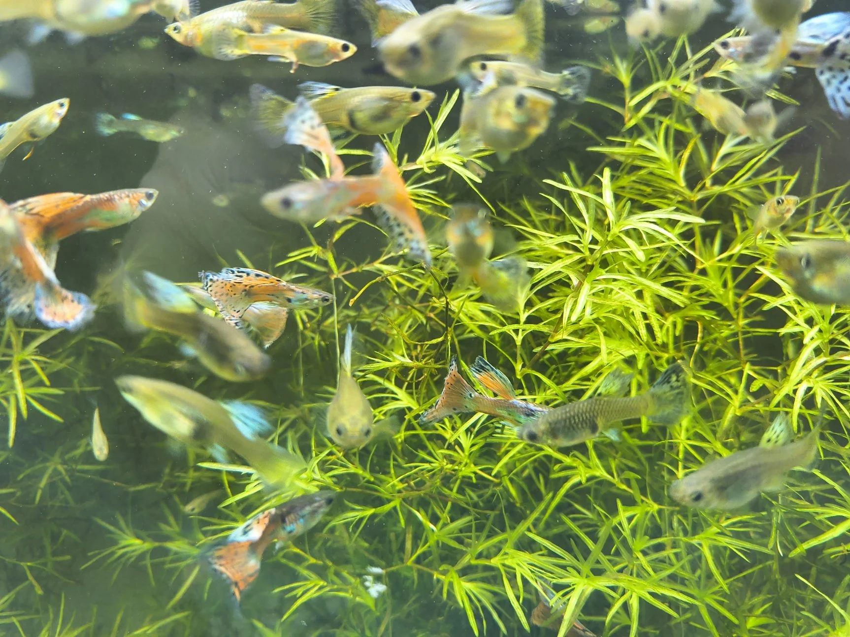 Grass Guppies - Mix of Blue and Pink