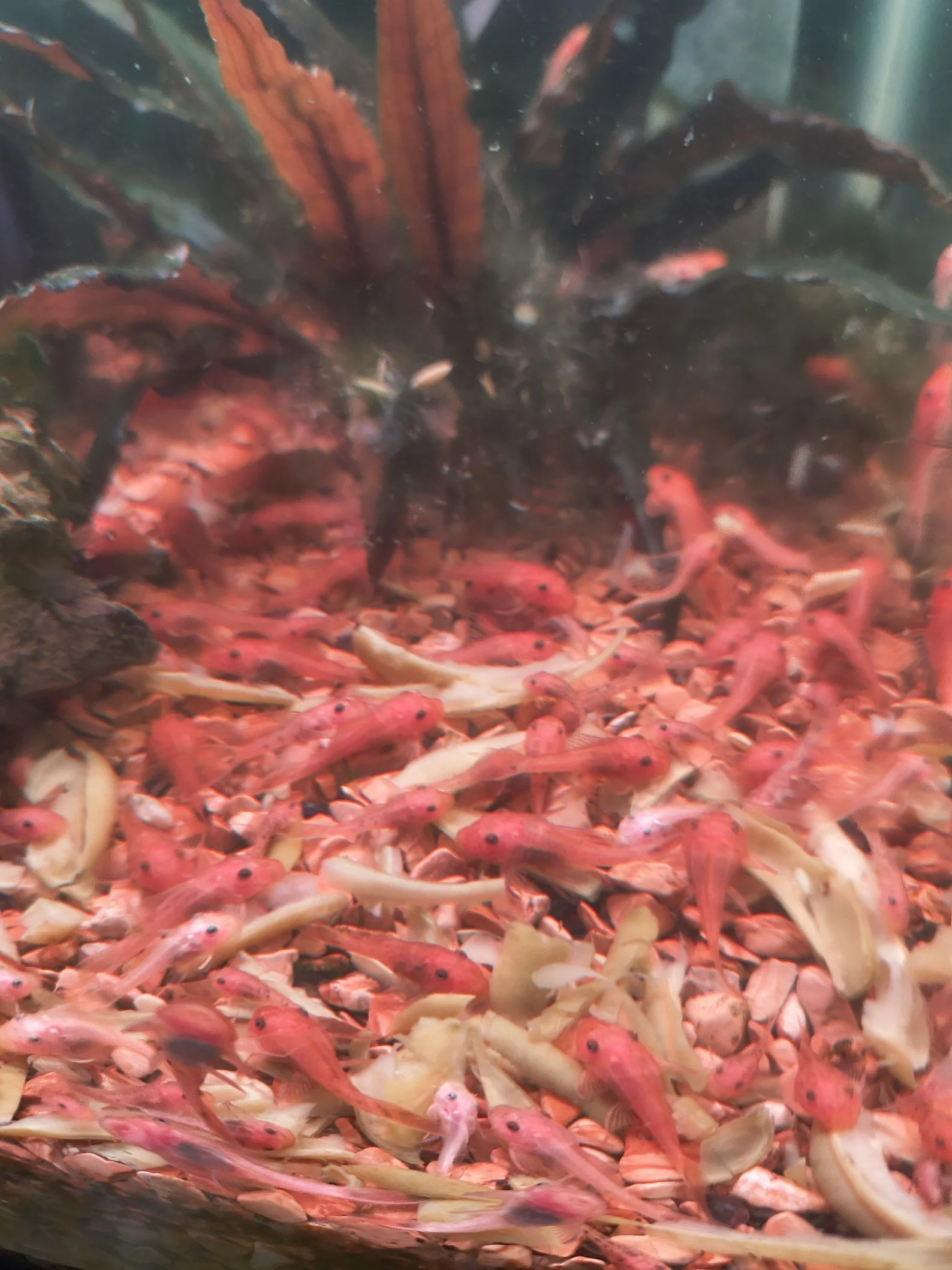 4 Super Red Bushynose Plecos (Ancistrus)