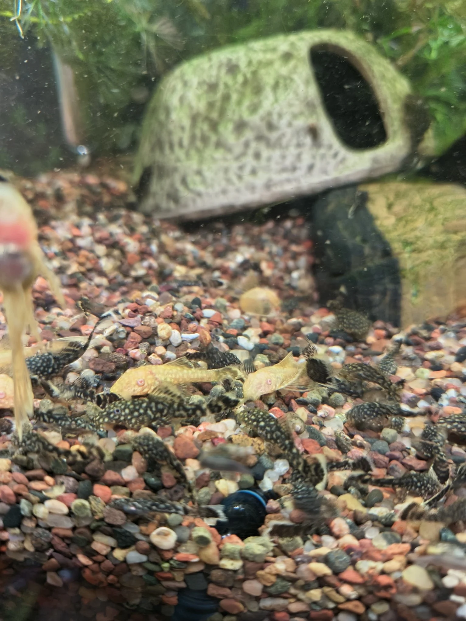 2 Chocolate & 2 Albino Bushynose Plecos (Ancistrus)