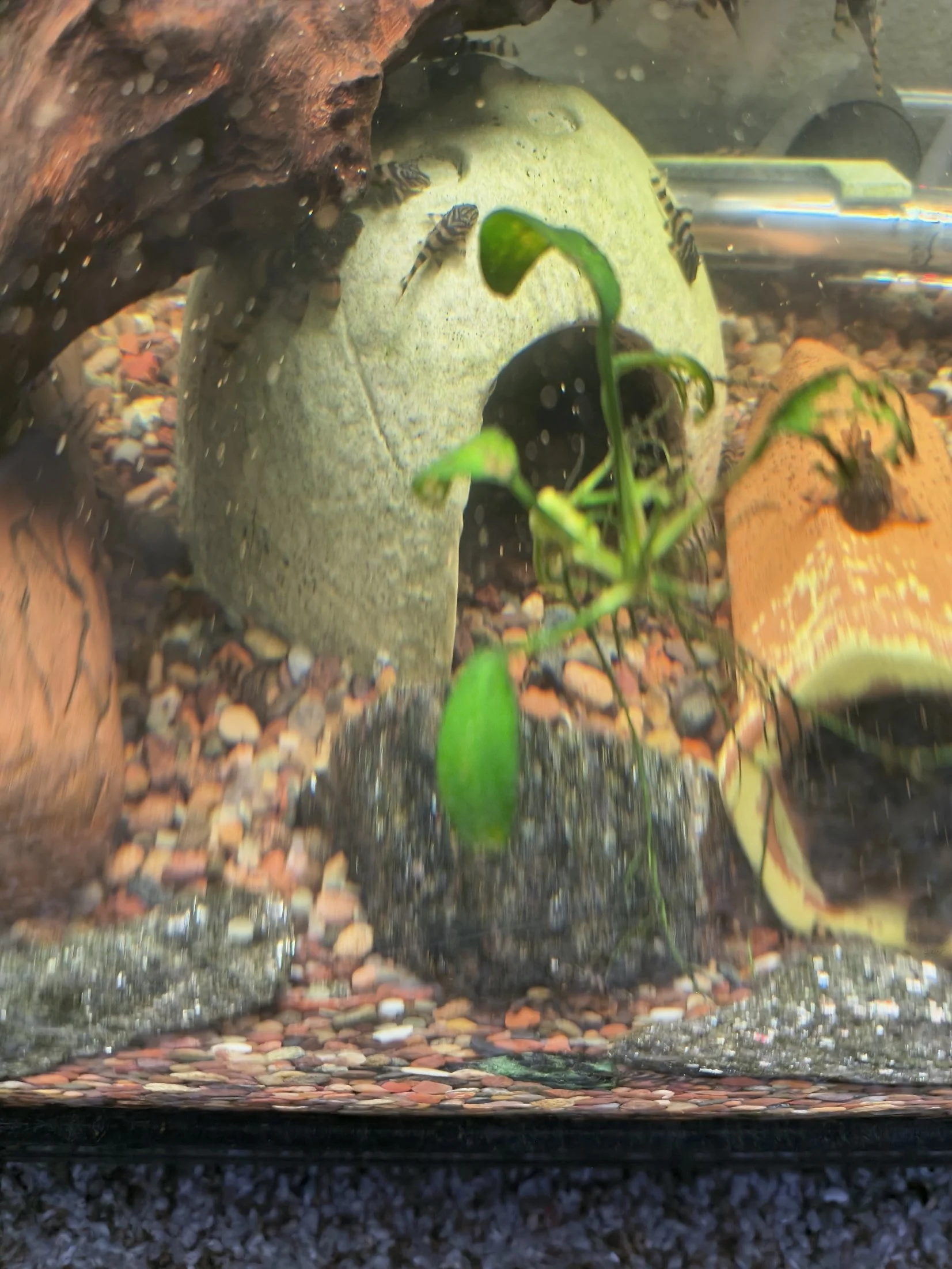 L397 Alenquer Pleco (Panaqolus sp.)