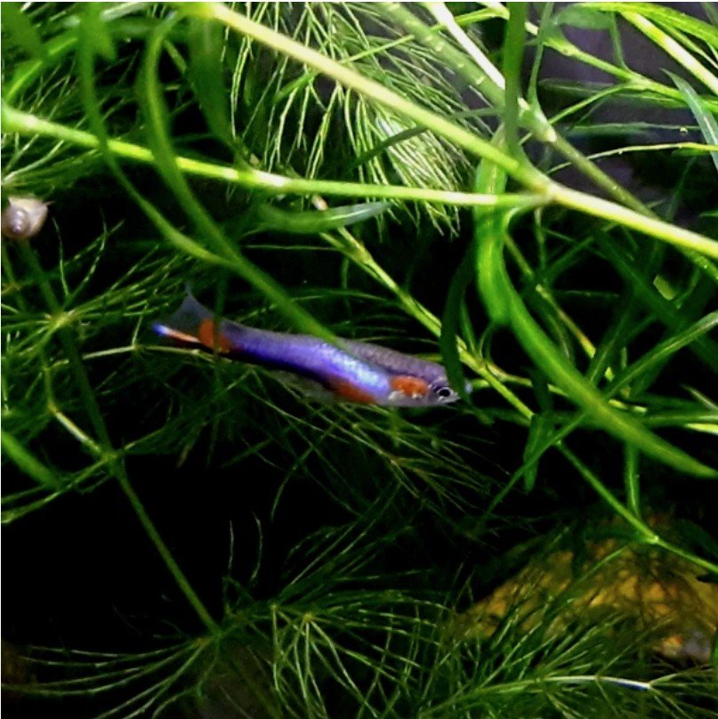 French Blue Star Endlers