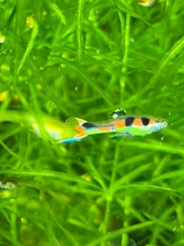 Painted Orchid Endlers