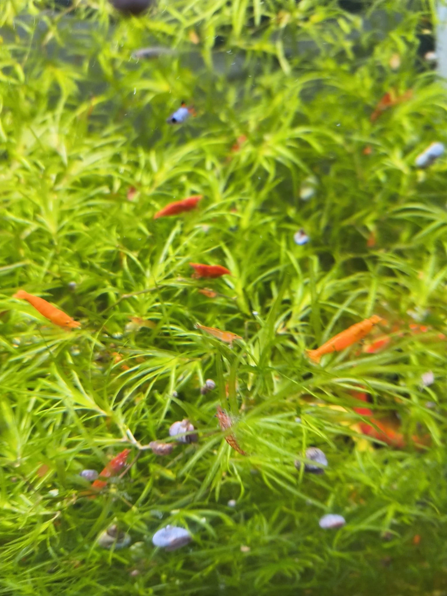 Red and Orange Shrimp Mix 12 + 3 Free (Neocaridina) with free shipping