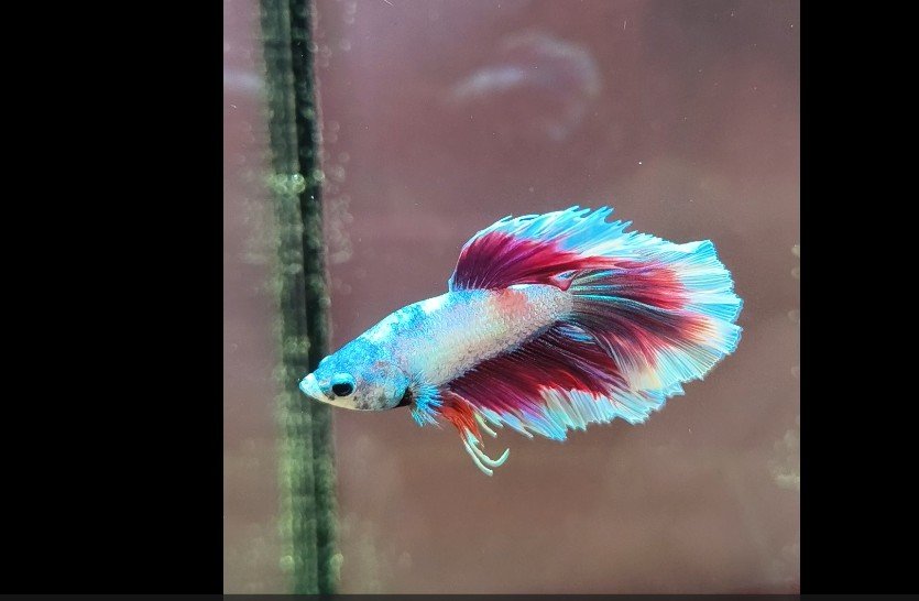 Male Bettas WYSIWYG 192SD009 Red, Blue, Green, White Metallic Butterfly