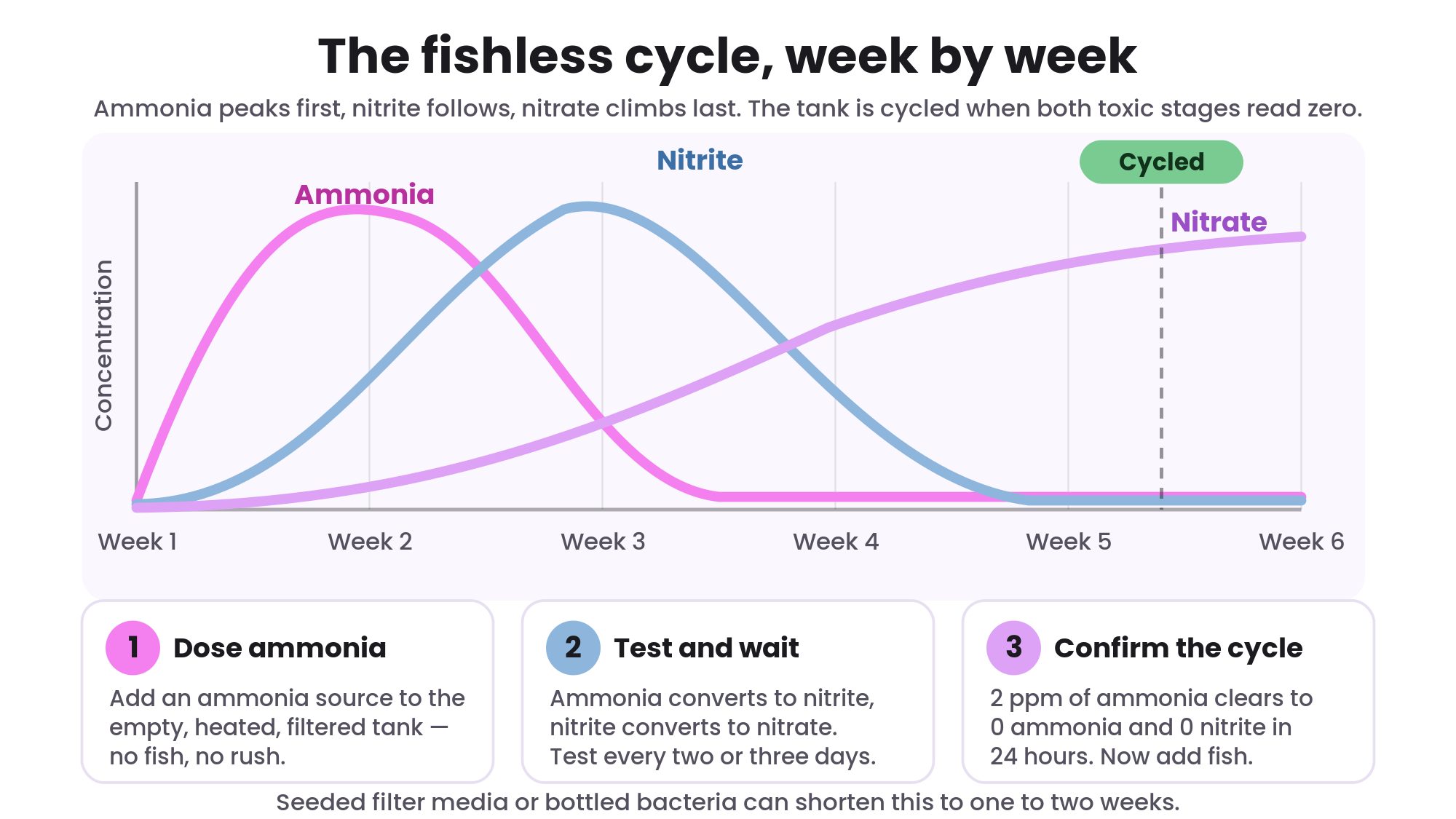 Illustrated nitrogen cycle timeline for cycling a new beginner aquarium
