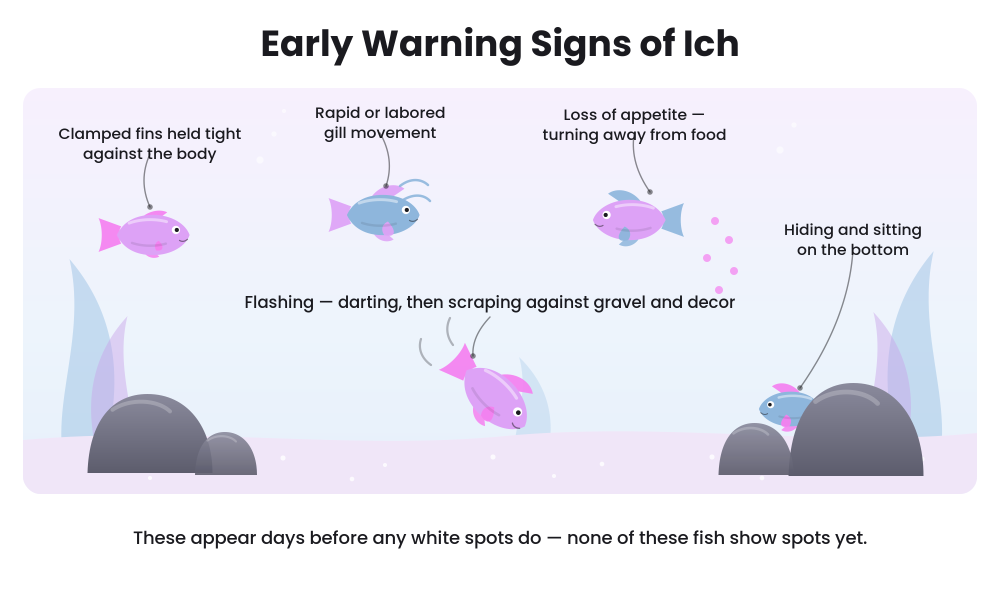 Illustration of the early warning signs of ich including flashing, clamped fins, and labored breathing