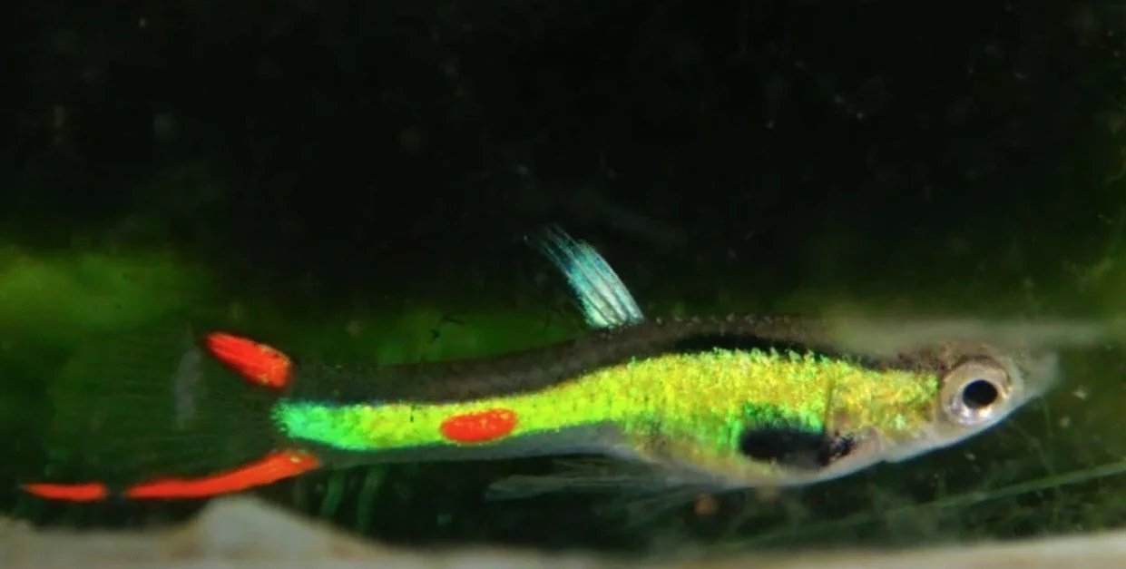 Key Lime or Green Endlers