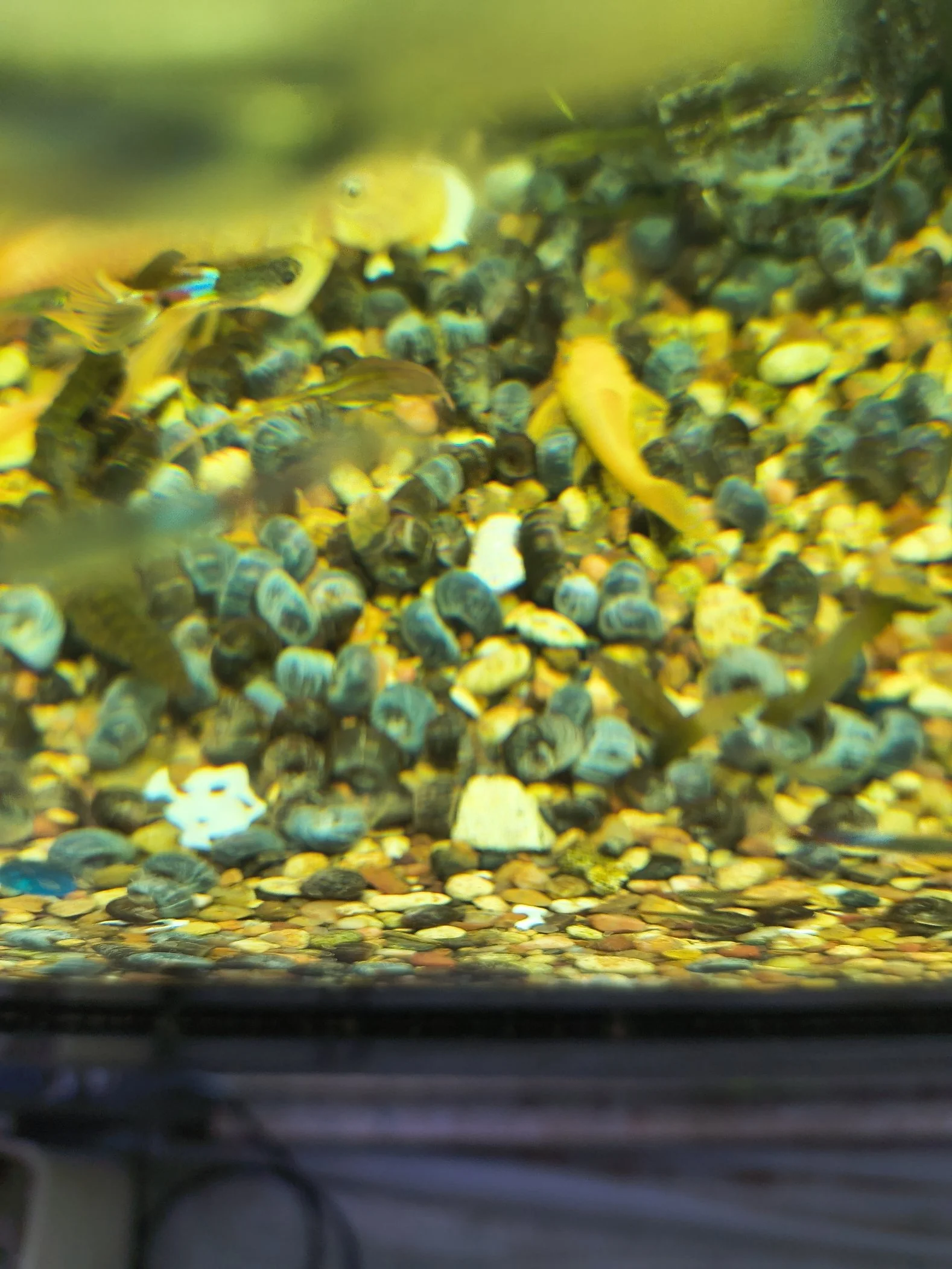 Blue Ramshorn Snails - 20 + 2 Free Snails