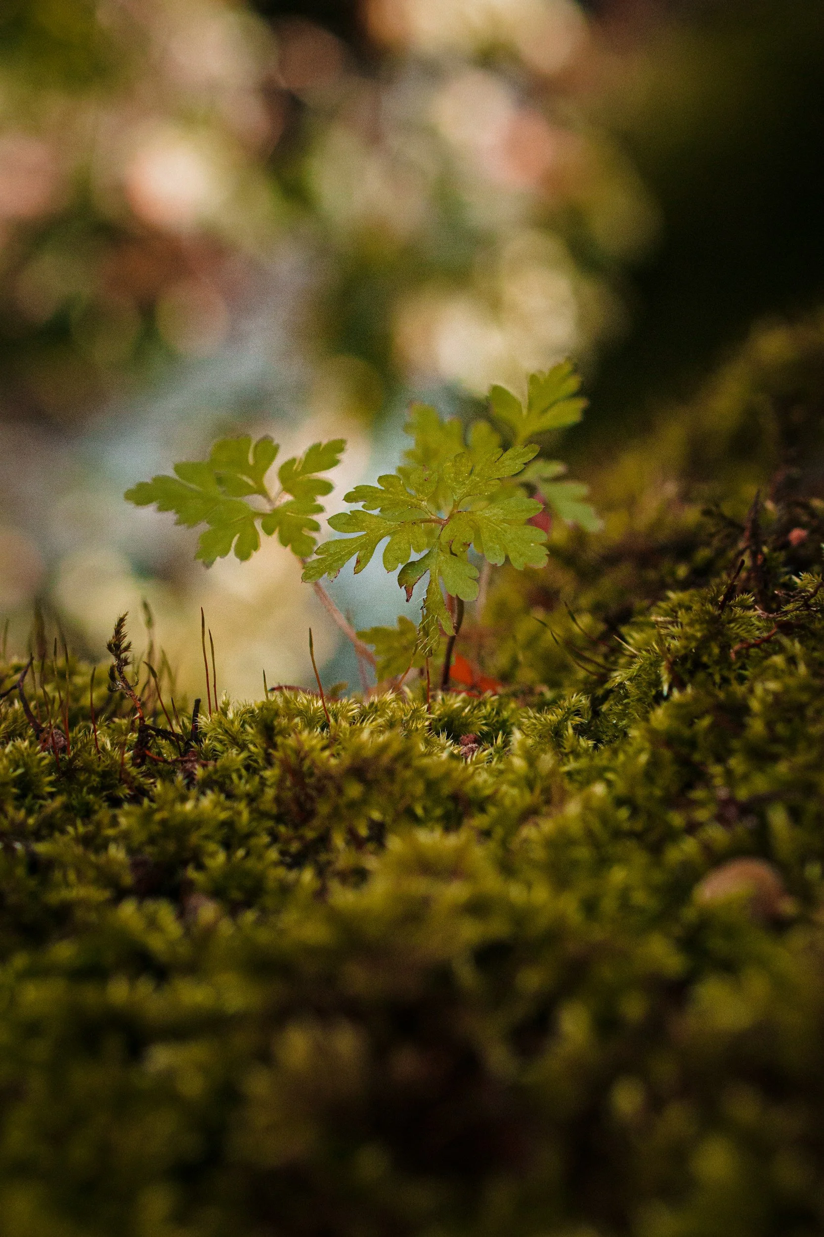 Image of a plant symbolizing growth and healing via trauma counseling and PTSD treatment