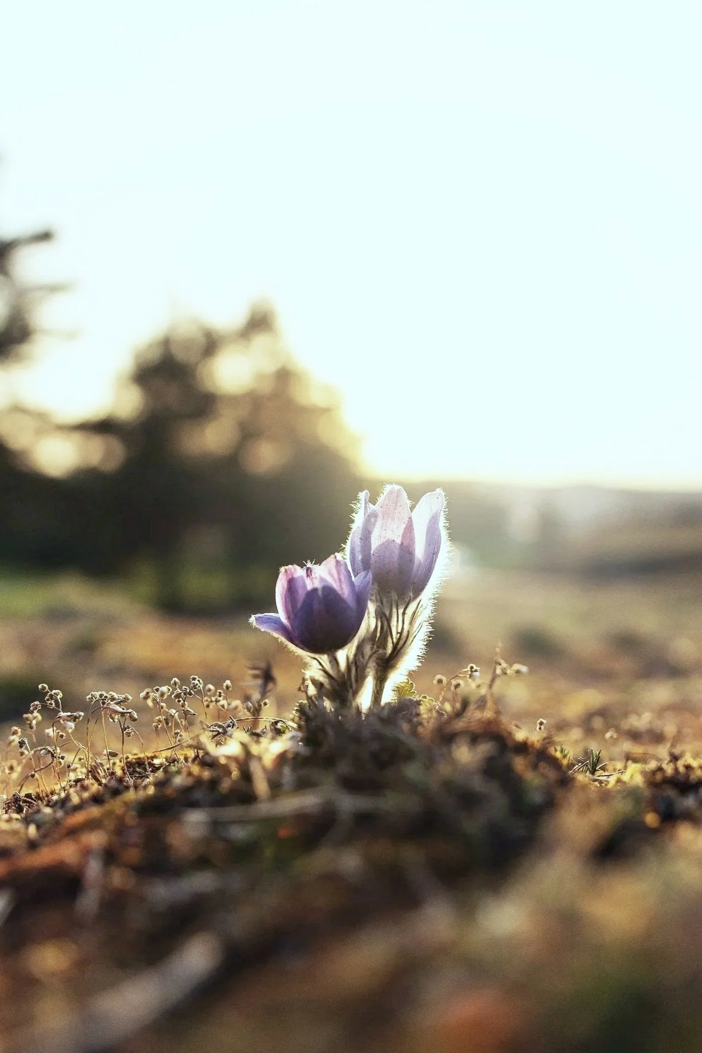 Image of flowers symbolizing the growth and healing that comes from online trauma therapy for adults