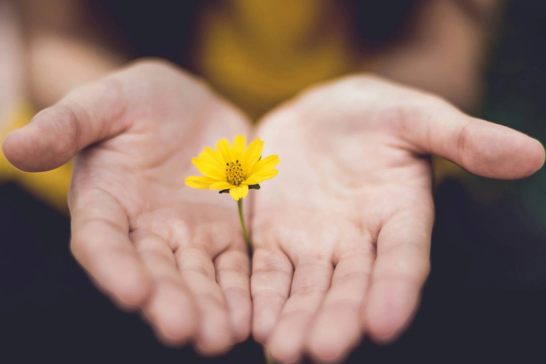 Image of a flower being held symbolizing online chronic illness therapy for clients dealing with chronic pain, chronic illness, and medical trauma