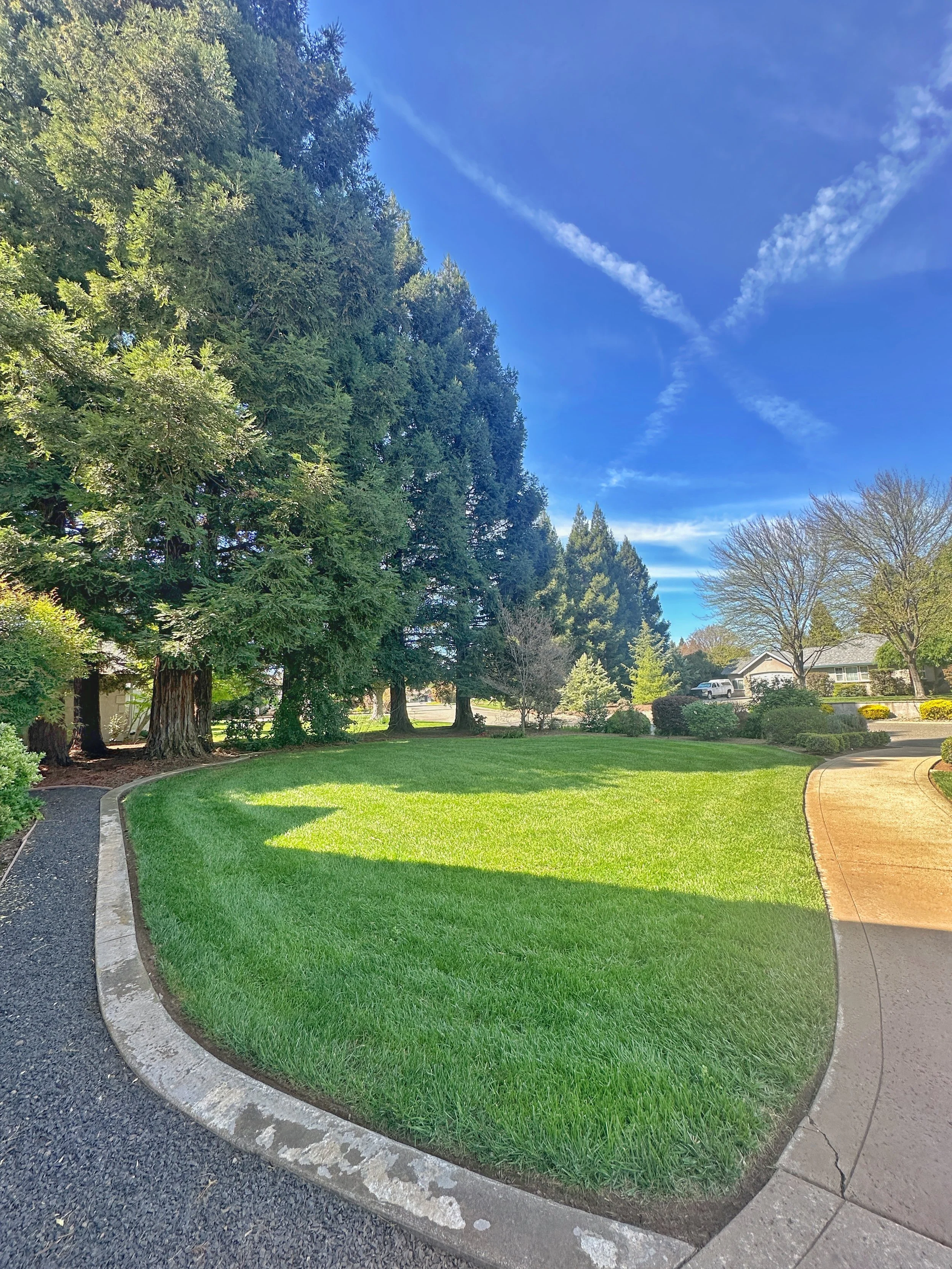 A well-maintained front yard with lush green grass, tall evergreen trees, a sidewalk curving through the yard, a paved driveway, and a house and parked car in the background. The sky is mostly clear with some wispy clouds.