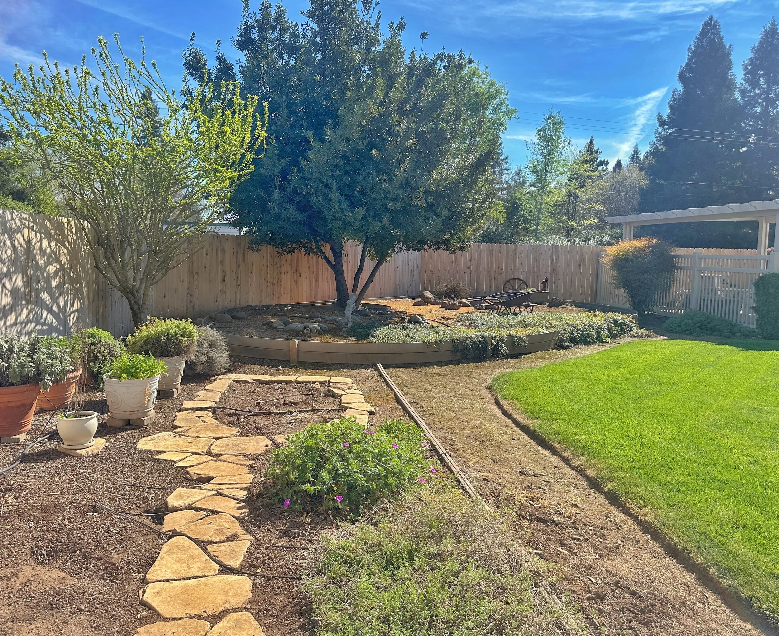A backyard garden with a large green tree, smaller trees, potted plants, a stone pathway, a wooden fence, a wheelbarrow, and a white pergola under a blue sky with scattered clouds.