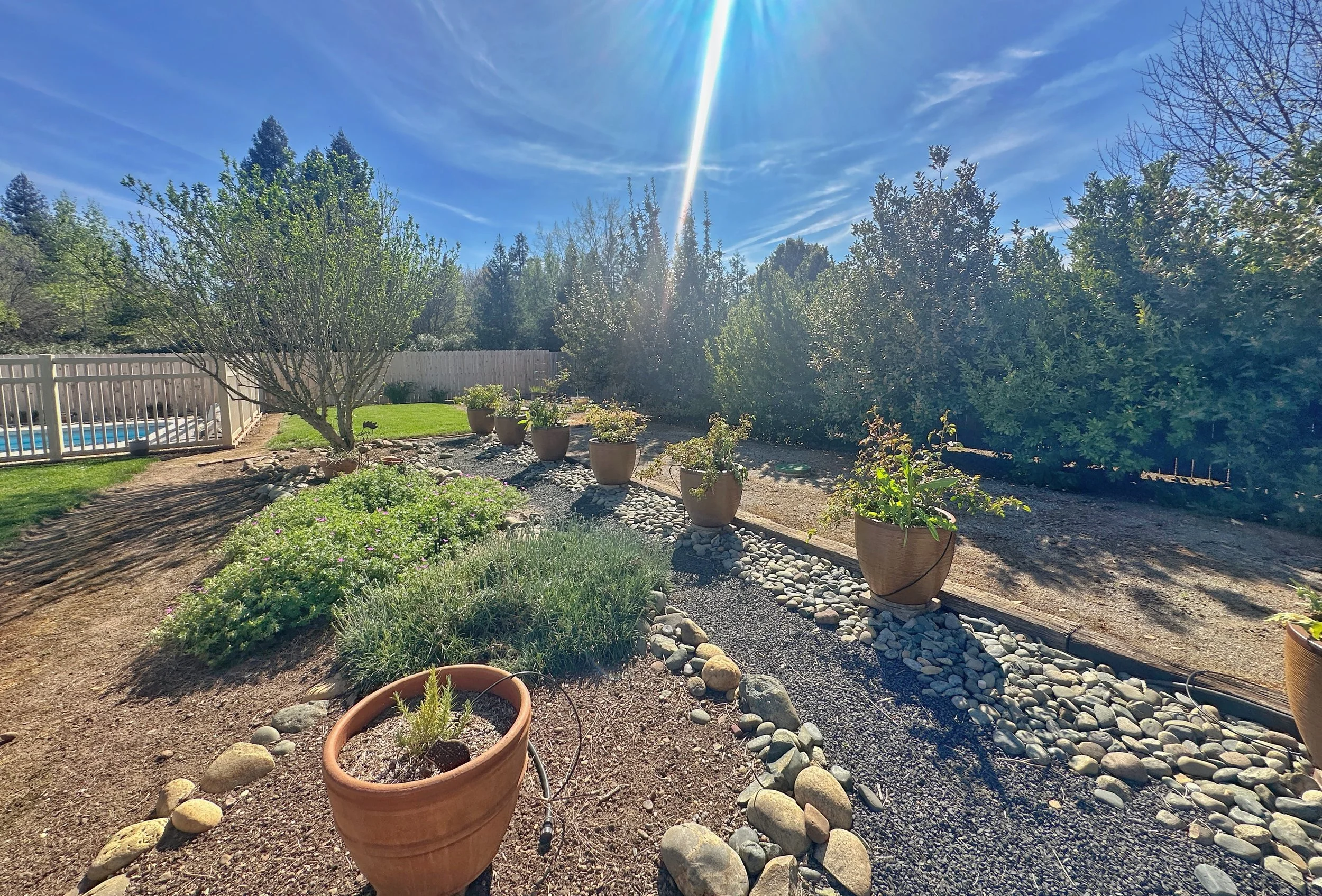 A sunny backyard garden with potted plants, a small tree, and various shrubs, bordered by a white fence and a wooden wall, with clear blue sky and sunlight.