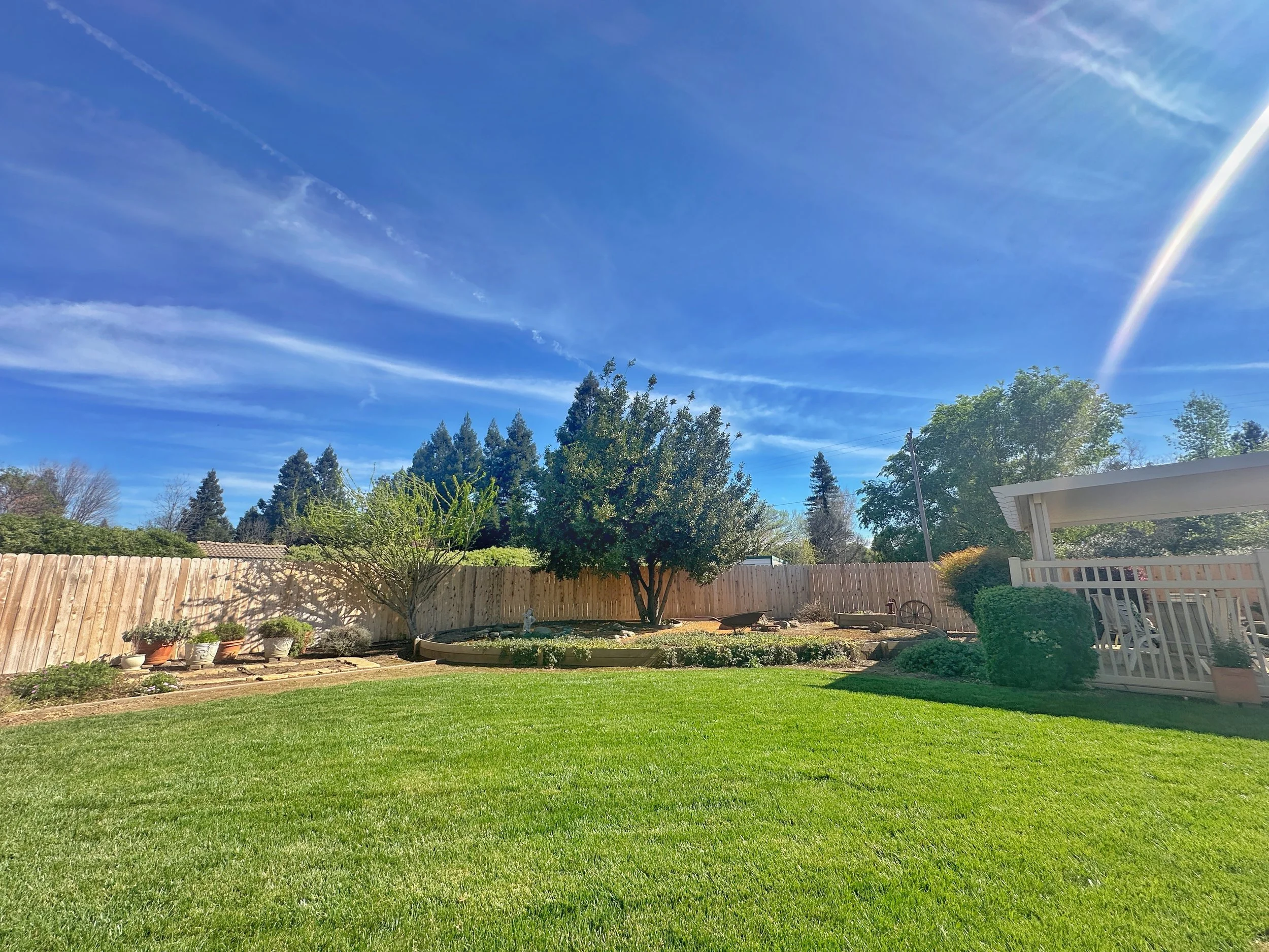 A backyard garden with a neatly mowed lawn, a fenced border, potted plants, trees, and a clear blue sky with wispy clouds.
