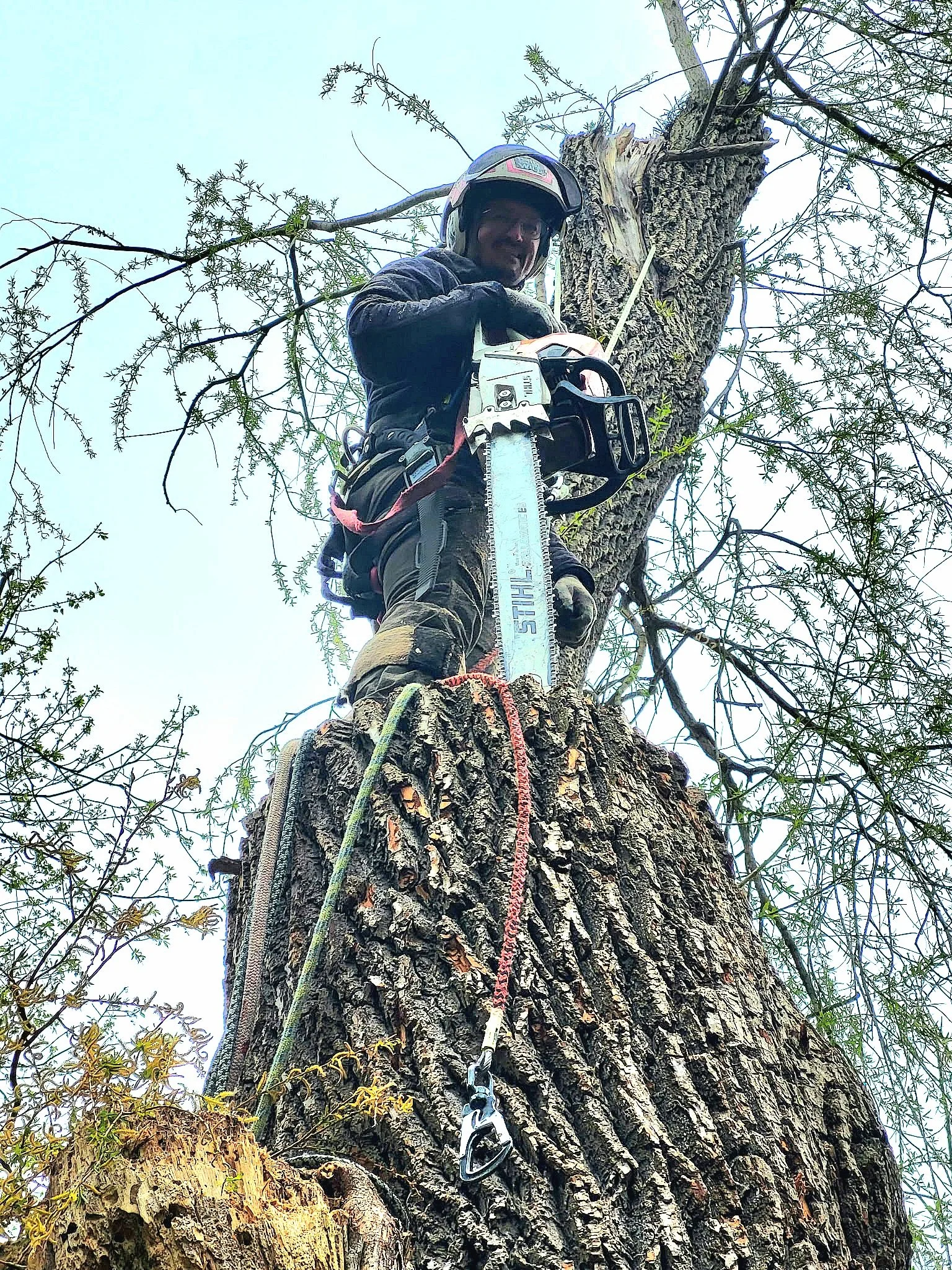 Tree Removal
