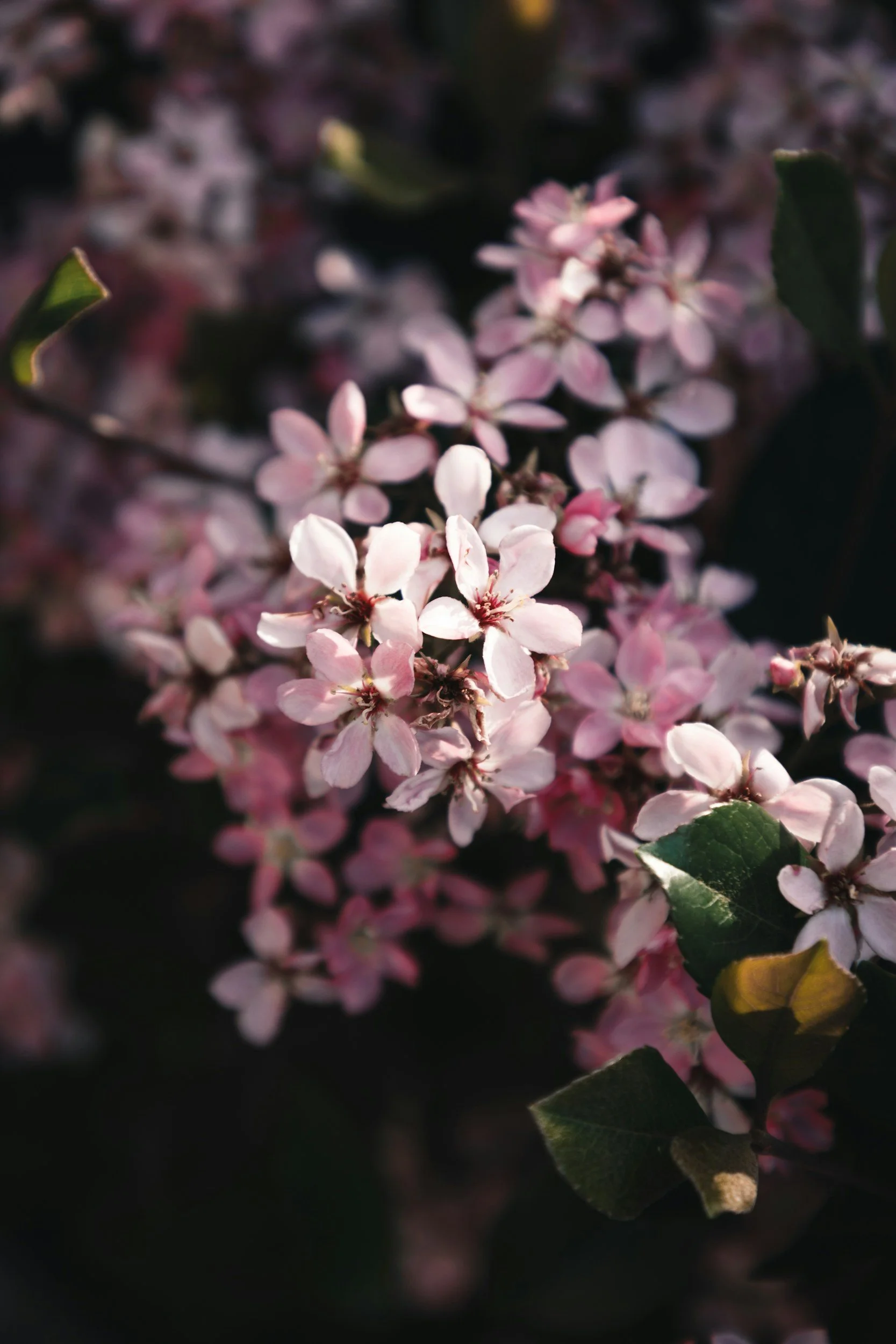 inner self blooming, resonant connection, inner peace, inner bliss, reiki energy, healing, meditation, breathwork, yoga, state of peace, present