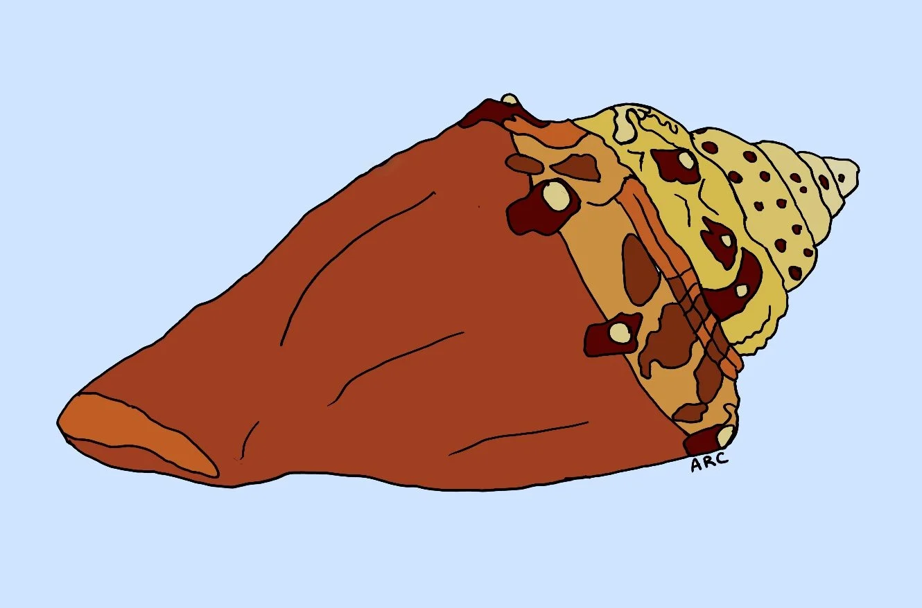 A cartoon illustration of a conch shell with a reddish-brown outer surface and a beige, spotted interior, set against a light blue background.