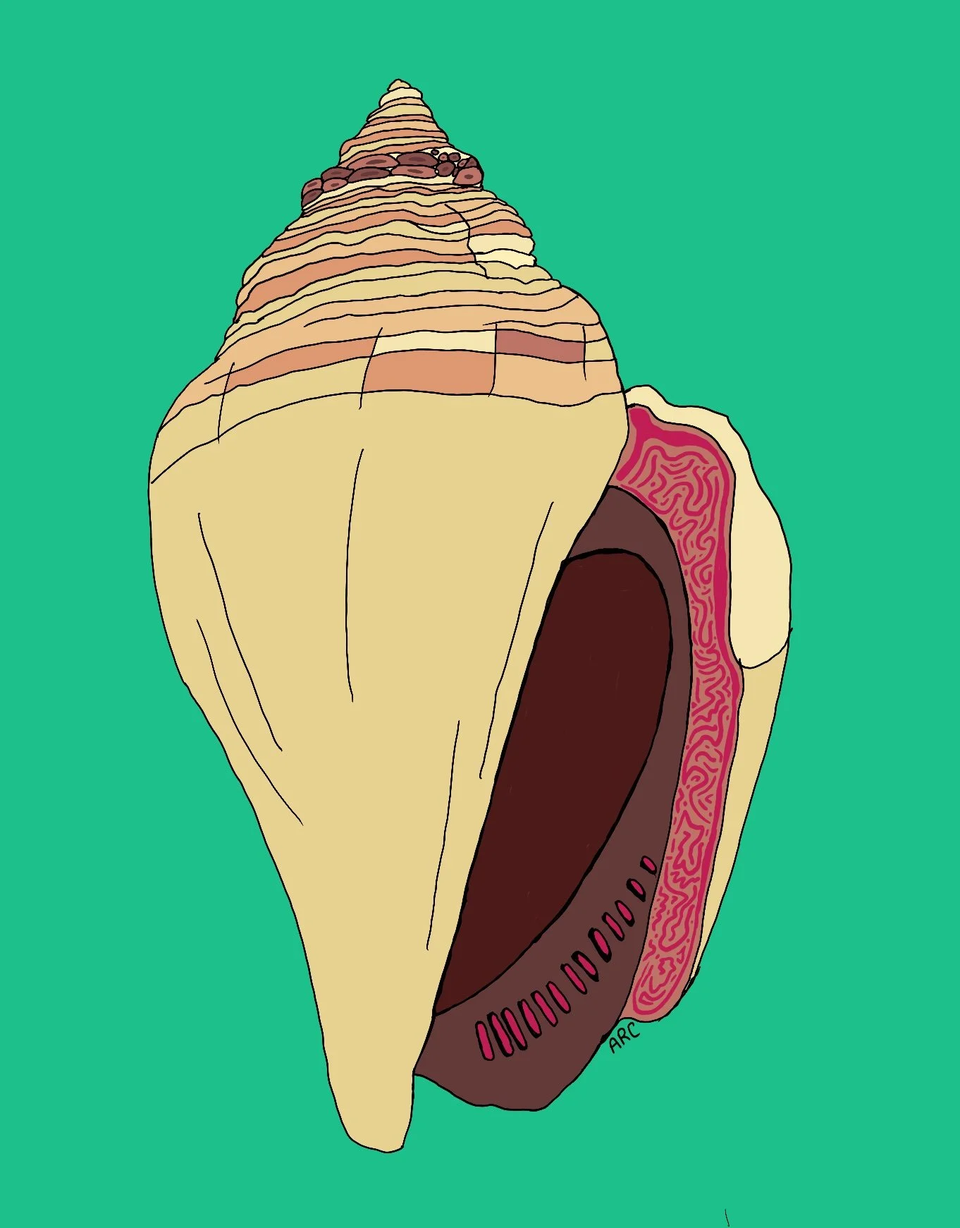 A detailed illustration of a seashell cross-section, showing internal structures including the spiral shell, digestive gland, and other internal anatomy against a teal background.