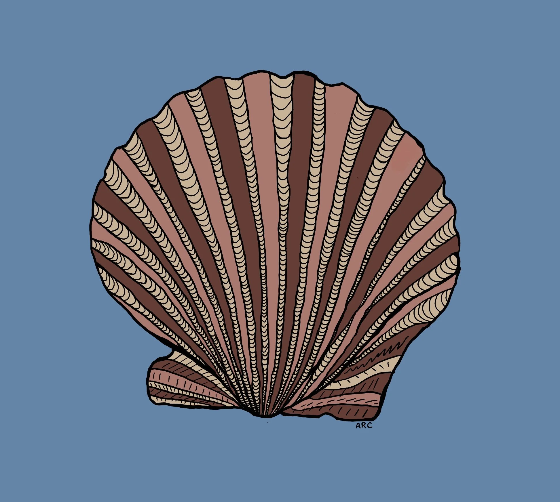 Digital illustration of a seashell with detailed brown and beige lines on a blue background.