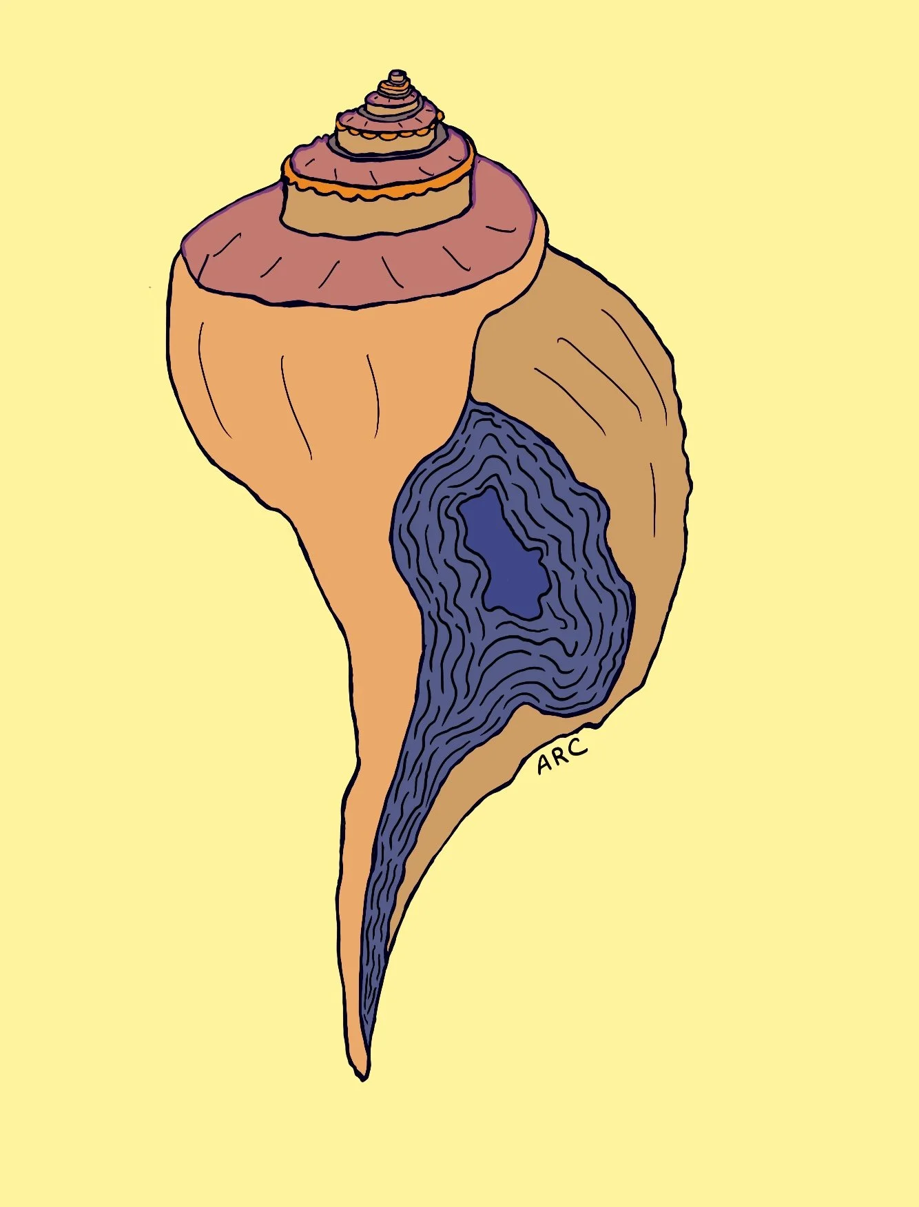 A colored illustration of a seashell in shades of yellow and orange with illustrative designs.