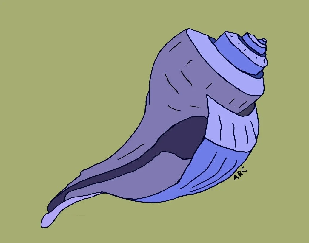 A digitally drawn seashell in shades of blue and purple on a light green background.