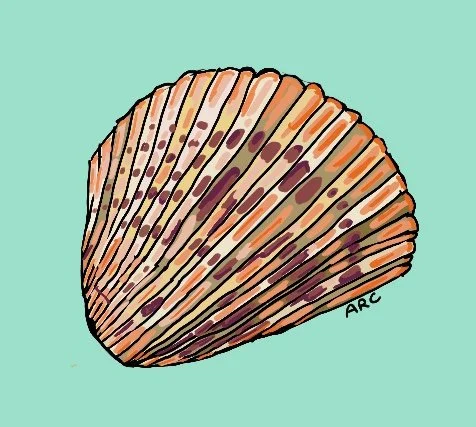 Illustration of a seashell with brown and orange markings on a light blue background.